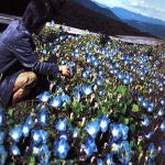 朝顔/レミオロメン ASAGAO - YouTube