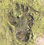 ザ・クロマニヨンズ CD レンタル使用品 楽天市場】クロマニヨンズ（CD・DVD）の通販