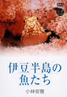大自然ライブラリー::伊豆半島の魚たち 小林安雅