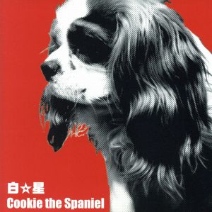 Cookie the Spaniel