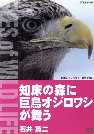 知床の森に巨鳥オジロワシが舞う