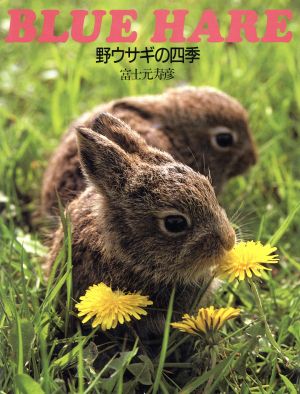 野ウサギの四季 BLUE HARE