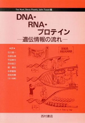 DNA→RNA→プロテイン遺伝情報の流れ