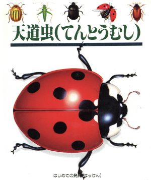 天道虫 はじめての発見1