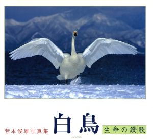 白鳥 生命の讃歌 若本俊雄写真集