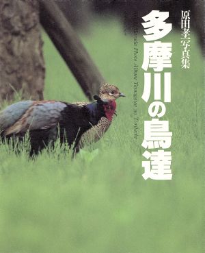 写真集 多摩川の鳥達 原田孝一写真集