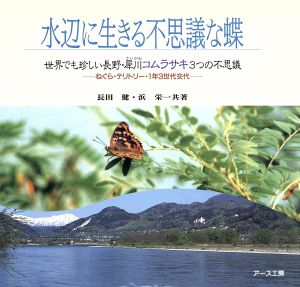 水辺に生きる不思議な蝶世界でも珍しい長野・犀川コムラサキ3つの不思議 ねぐら・テリトリー・1年3世代交代