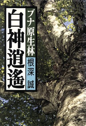 ブナ原生林 白神逍遥