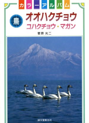 オオハクチョウ コハクチョウ・マガン カラーアルバム 鳥