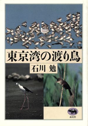 東京湾の渡り鳥