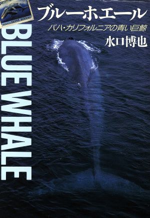 ブルーホエールバハ・カリフォルニアの青い巨鯨