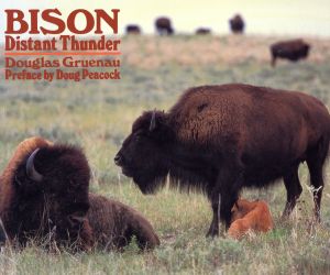 BISON Distant Thunder