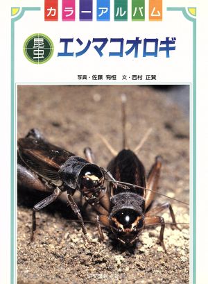 エンマコオロギ カラーアルバム 昆虫