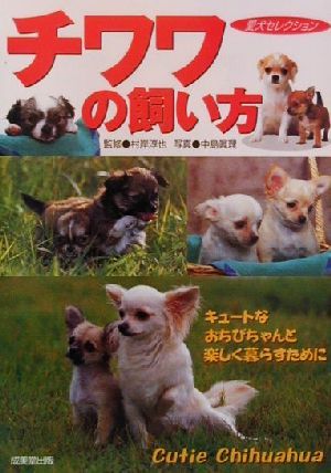 チワワの飼い方 キュートなおちびちゃんと楽しく暮らすために 愛犬セレクション