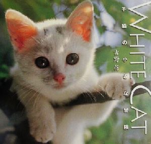 White Cat 子猫の小さな冒険