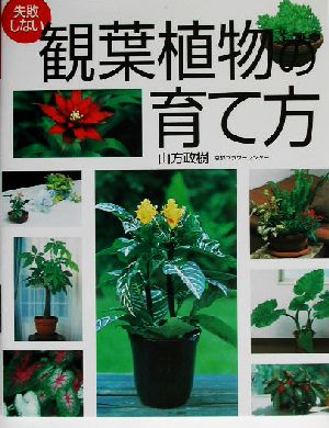 失敗しない観葉植物の育て方