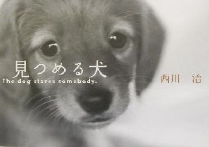 見つめる犬