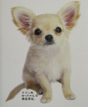 チワワ犬「かっちゃん」の成長日記。