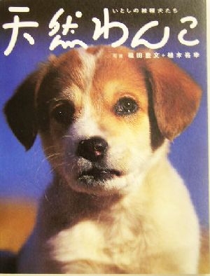 天然わんこいとしの雑種犬たち