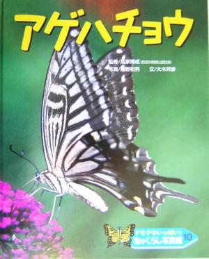 ドキドキいっぱい！虫のくらし写真館(10) アゲハチョウ