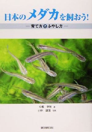 日本のメダカを飼おう！育て方とふやし方