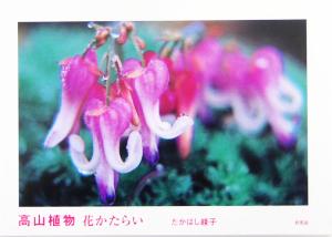 高山植物 花かたらい