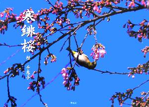 寒緋桜