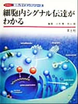 細胞内シグナル伝達がわかる イラスト医学&サイエンスシリーズ