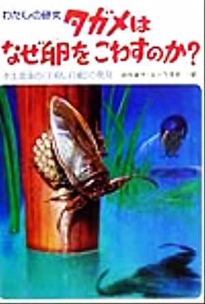 タガメはなぜ卵をこわすのか？ 水生昆虫の「子殺し行動」の発見 わたしの研究7