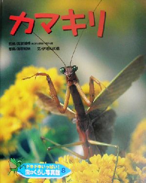 ドキドキいっぱい！虫のくらし写真館(8) カマキリ