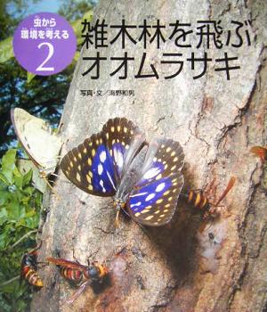 雑木林を飛ぶオオムラサキ 虫から環境を考える2