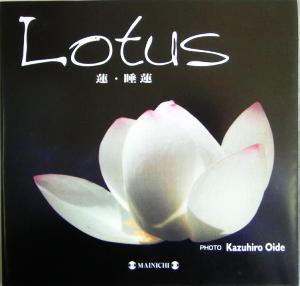 Lotus 蓮・睡蓮 蓮・睡蓮 photo