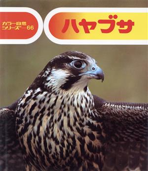 ハヤブサ カラー自然シリーズ66