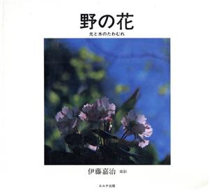 野の花 光と水のたわむれ