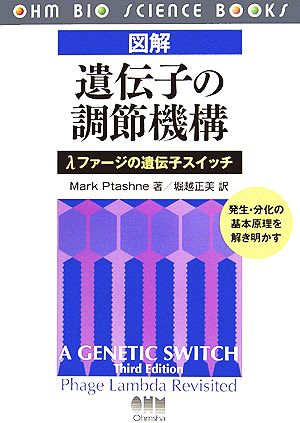 図解 遺伝子の調節機構λファージの遺伝子スイッチ