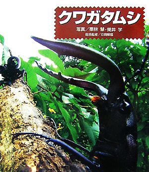 クワガタムシ(2) ドキドキ！生きもの発見