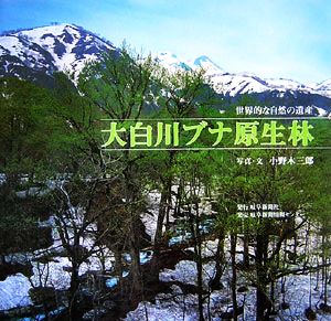 大白川ブナ原生林 世界的な自然の遺産