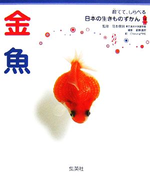 金魚 育てて、しらべる日本の生きものずかん14