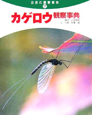 カゲロウ観察事典 自然の観察事典37