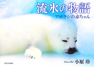 流氷の物語アザラシの赤ちゃん