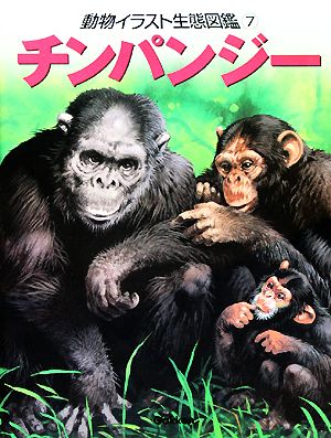 動物イラスト生態図鑑(7)チンパンジー