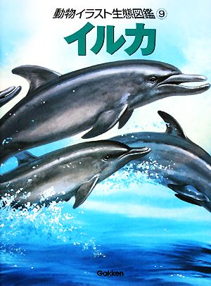 動物イラスト生態図鑑(9)イルカ