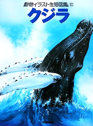 動物イラスト生態図鑑(10)クジラ