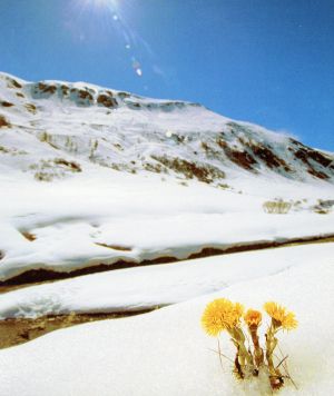 あの花のように