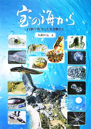 宝の海から 白浜で出会った生きものたち