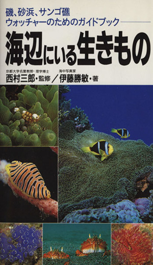 海辺にいる生きもの磯、砂浜、サンゴ礁ウォッチャーのためのガイドブック