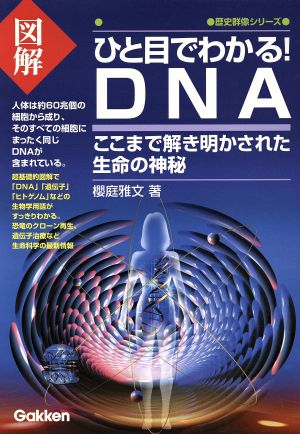 ひと目でわかる！DNA