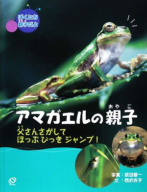 ぼくたち親子だよ アマガエルの親子 父さんさがしてほっぷびっきジャンプ！