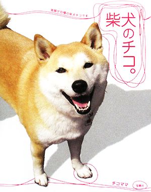 柴犬のチコ。