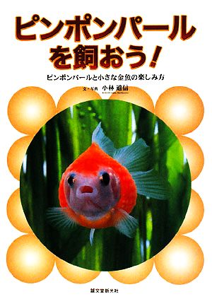 ピンポンパールを飼おう！ ピンポンパールと小さな金魚の楽しみ方